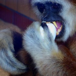 Gibbon frisst ein gekochtes Ei